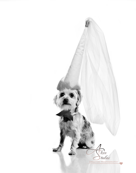 Petphotog.com
