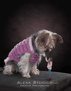Alexa Studios Pets - Chloe the wonder dog